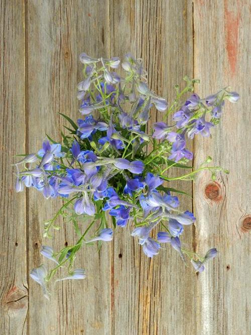 DARK BLUE DELPHINIUM
